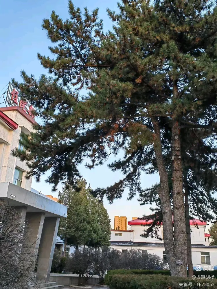 油松,呼和浩特市树